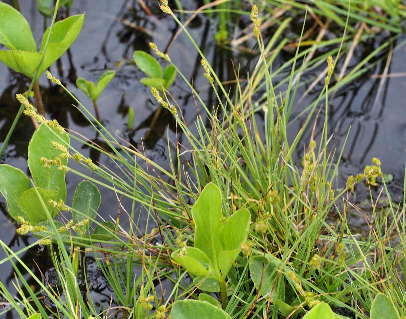 Sedge, White plant